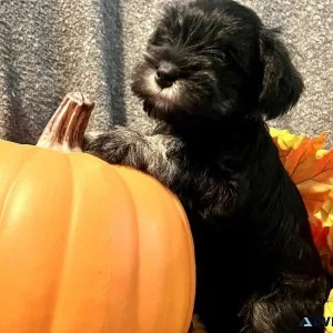 Miniature Schnauzer Puppies