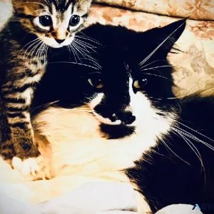 Kittens