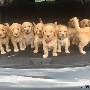 Akc goldendoodle puppies.