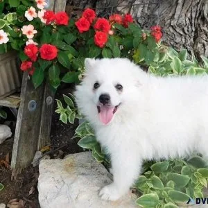 Exclusive American Eskimo Puppies