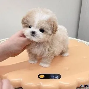 Matlipoo Puppies for Sale