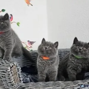 GCCF Registered British Shorthair kittens