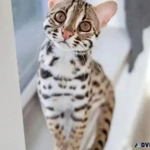 FL Bengal kittens for sale