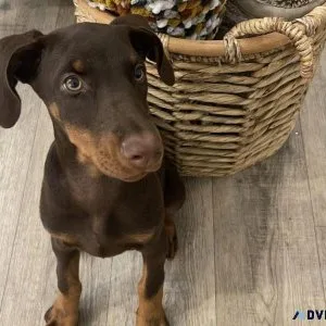 AKC-Doberman Pincher