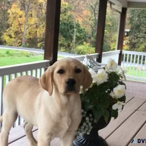 AKC Labrador Retriever puppies