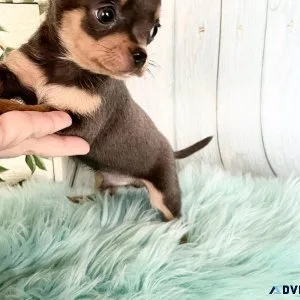 nfgjgf Chihuahua Puppies
