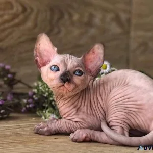 Sphynx Kittens