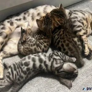 Stunning F2 Savannah TICA Kitten s