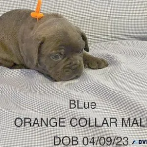 Mini Bulldog Puppies