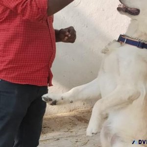 Best Dog Trainer in Bangalore  Expert Guidance