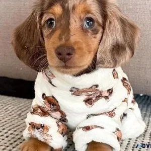 Lovely Mini Dachshund Puppies