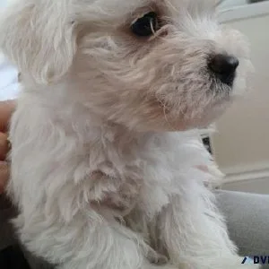 West Highland White Terrier Puppies