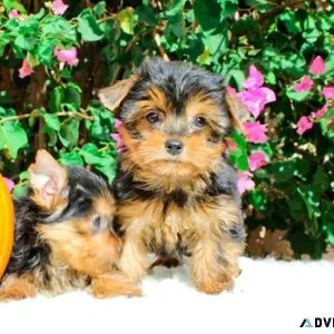 Yorkie available.