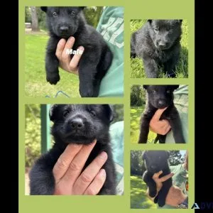 Purebred Black German Shepherd Puppies