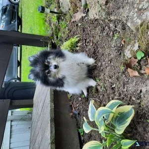AKC Pomeranian