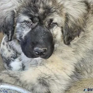Kangal Shepherd Puppies