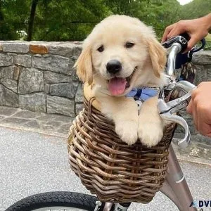 bht Golden Retriever Puppies