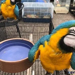 Hand Reared Friendly Blue and Gold Macaws