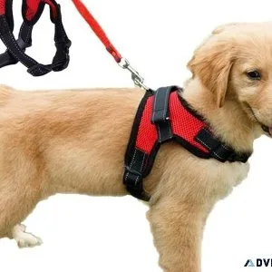 Canadian Canine Style Dog Collars That Wow