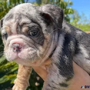 English bulldog puppies for sale