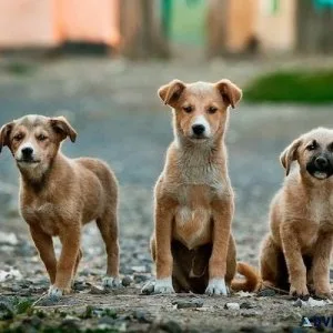 Do You Love Your Pet This is How to Show It