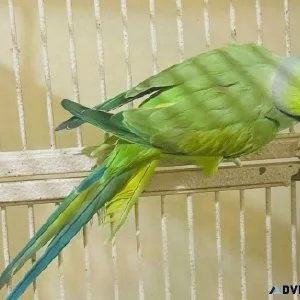 Stunning Indian Ringneck Parakeets for sale.