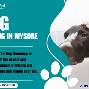 Dog Grooming Services in Mysore