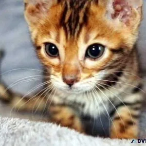 Beautiful Bengal kittens fully registered