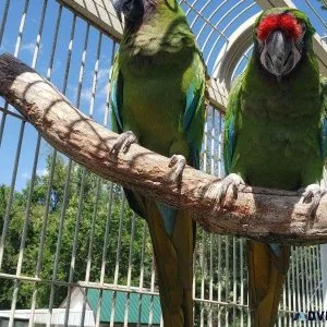 Military Macaws