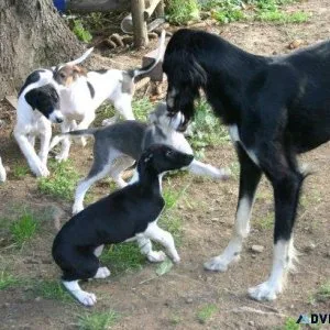 Adorable Chart Polski puppies