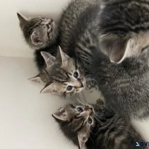 blue eyed kitties