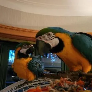Blue and Gold Macaws available now for sale
