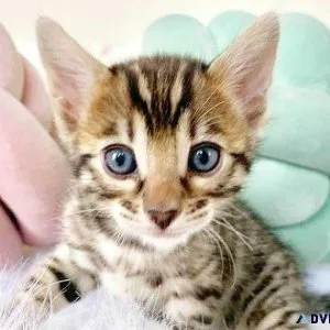 Blue eyed white bengal Kittens