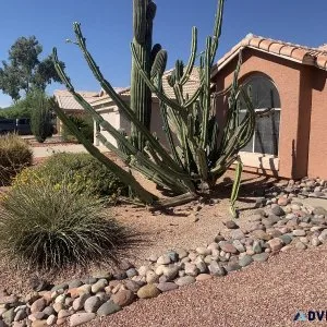 Affordable Weed Removal  Tree Trimming