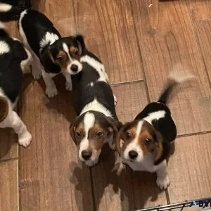 Adorable Beagle puppies