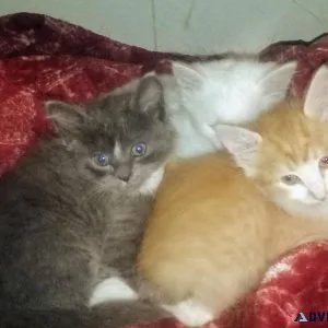 B.B.  Kittens