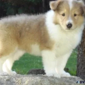 Well trained Collie Puppies available now
