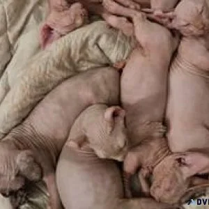 Sphynx Kittens Ready For Forever Home
