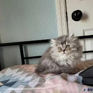 Registered Persian kittens