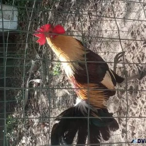Game chickens