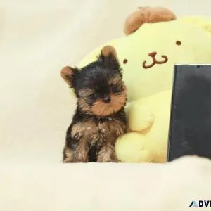 Jgsu Yorkie Puppies for sale