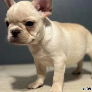 Lovely French Bulldog Puppies