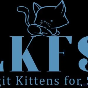 Buy Bengal kitten for sale online