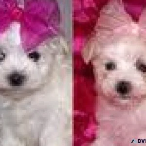 Male and Female Maltese Puppies