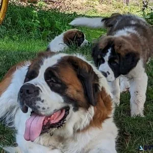 St.Bernard Puppies