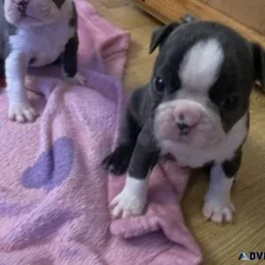 beautiful akc registered boston terrier puppies