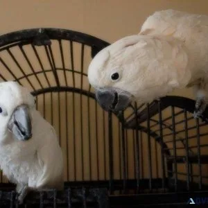 A pair of Umbrella Cockatoos Available for sale