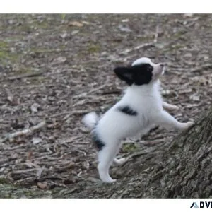Papillon puppies
