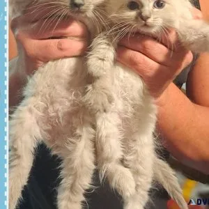 Ragamuffin kittens
