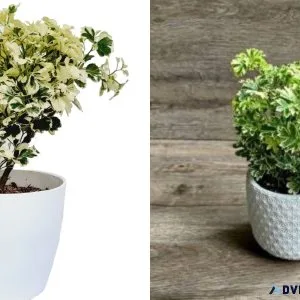 What is the best way to purchase Aralia variegated Plant online